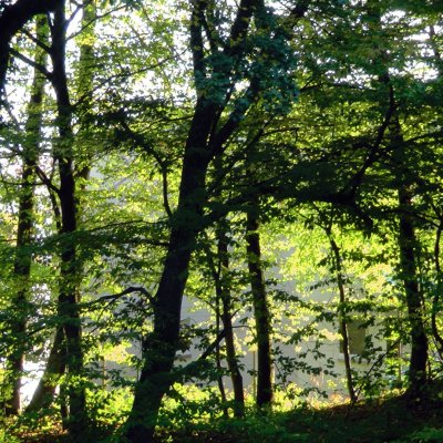 Blick in den Wald